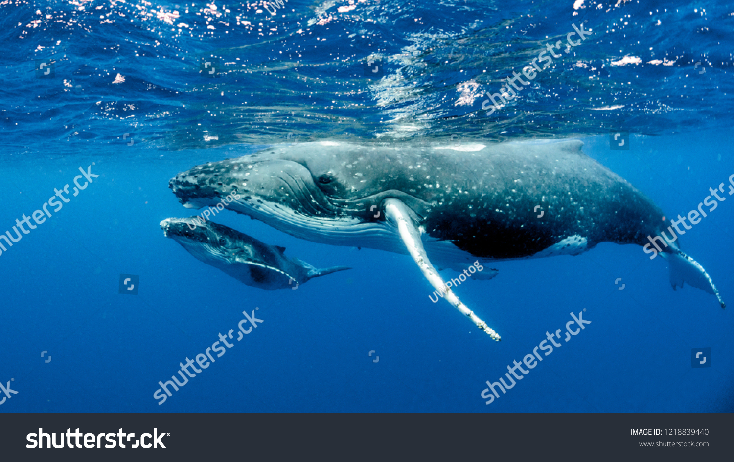 Humpback Whales pacific Ocean #1218839440
