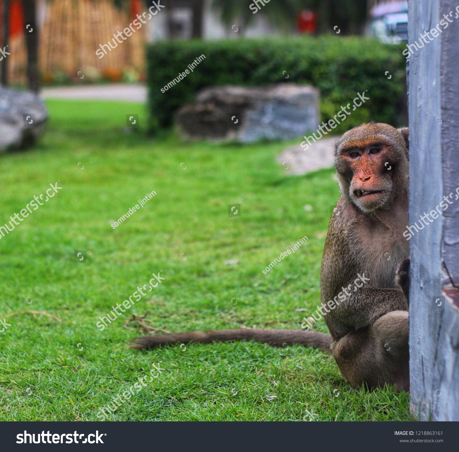 Monkey Monkey Monkey #1218863161