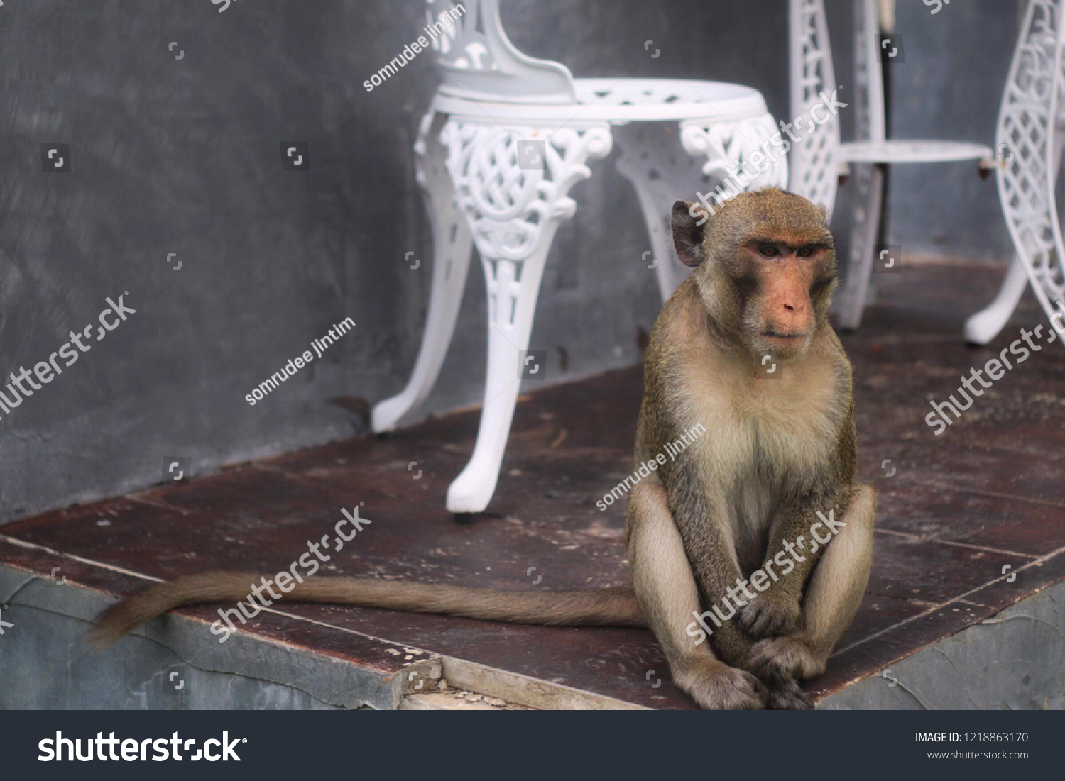 Monkey Monkey Monkey #1218863170