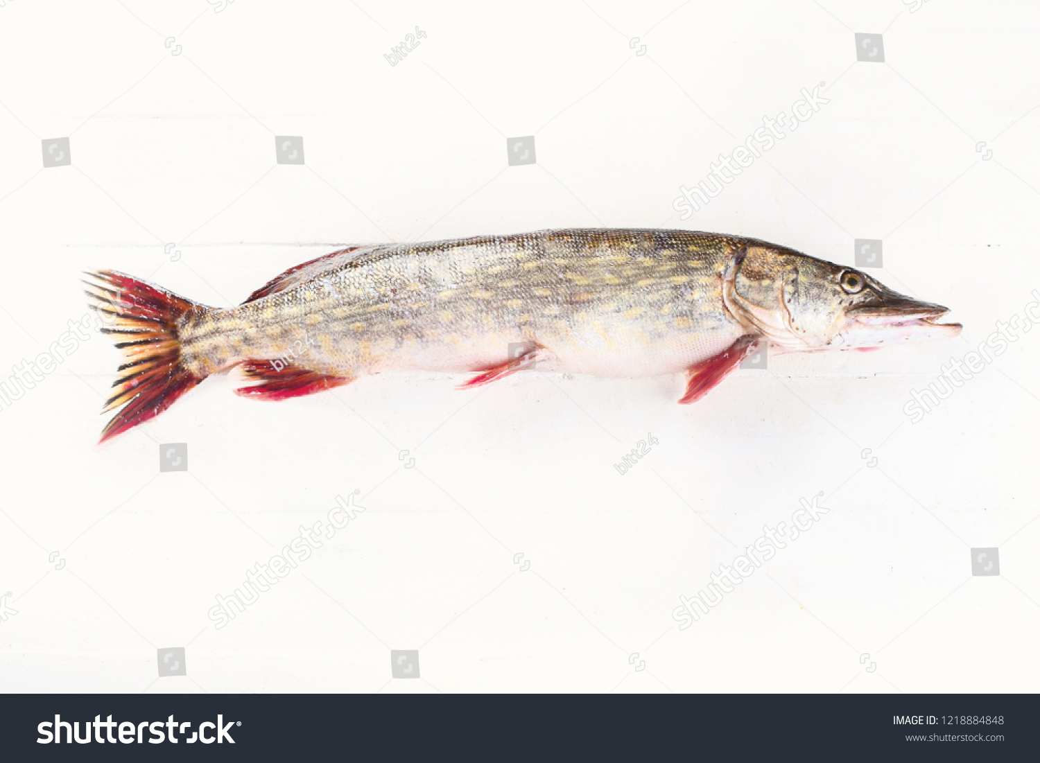 European pike. Northern Pike ( Esox Lucius ) on white wooden background with copy space #1218884848