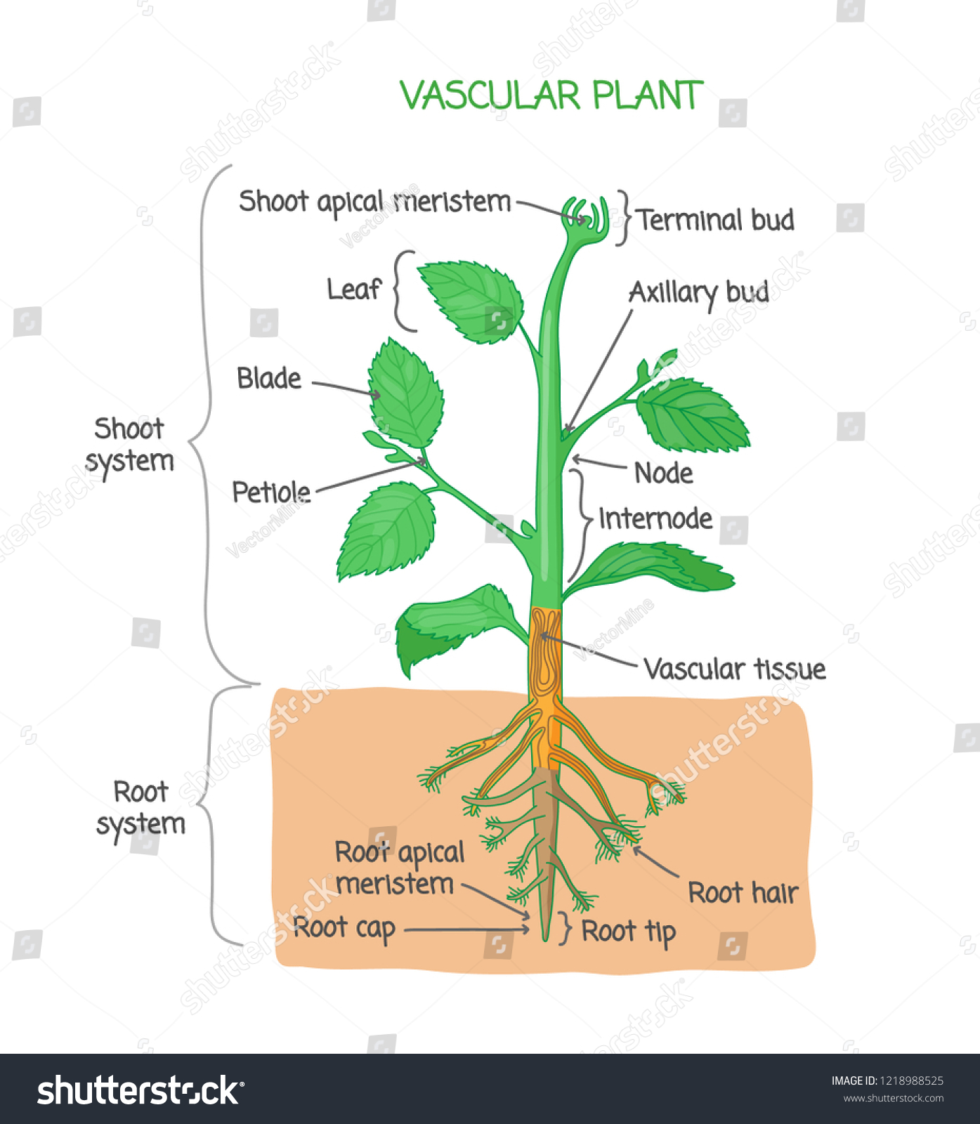 Vascular plant biological structure diagram with labels, vector illustration drawing poster, educational scheme with shoot system, root system and other parts as nodes, leaves, buds and root
