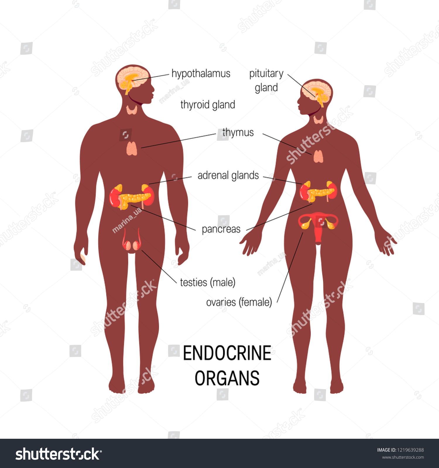 Male endocrine organs. Vector medical - Royalty Free Stock Vector ...