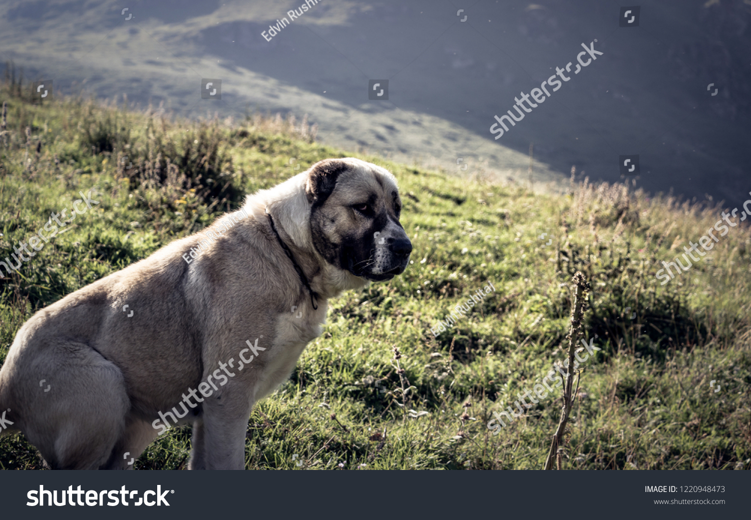 Female Yllirian Shepherd dog (a.k.a Yugoslavian Shepherd dog) guarding the sheep on a mountainous terrain. #1220948473