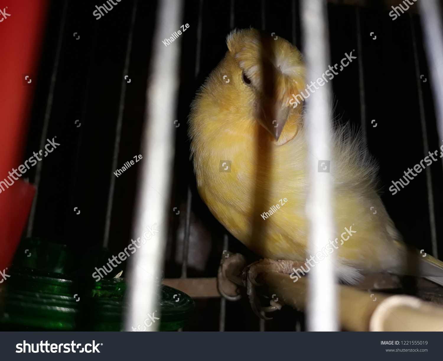 Canary is one of the most famous birds that avian birds seek to obtain. Canary pies are characterized by their yellow color, small size and beautiful voice. The Canary is named after the Canary Island #1221555019