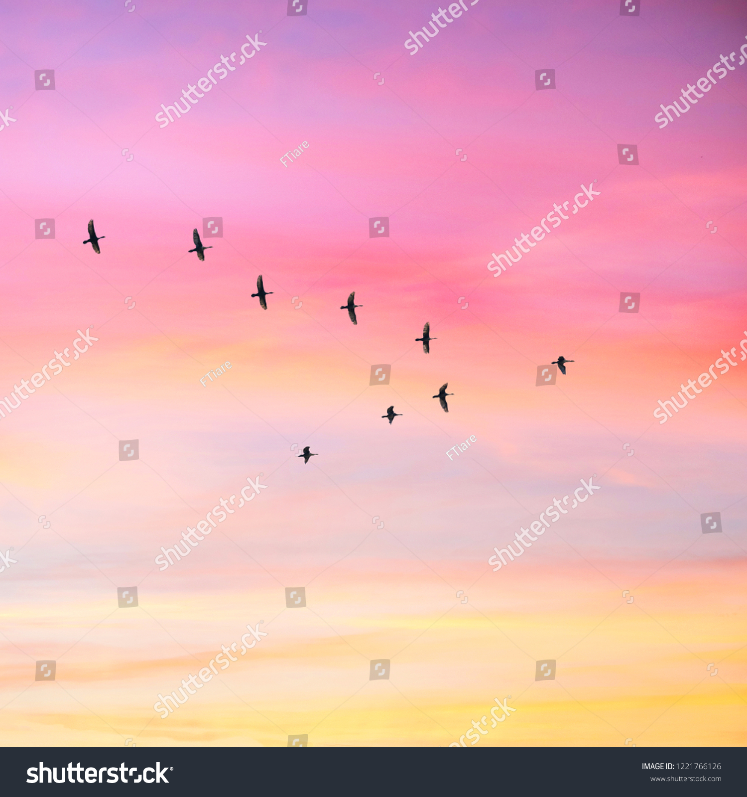 Migratory birds flying in the shape of v on the cloudy sunset sky. Sky and clouds with effect of pastel colored.   #1221766126