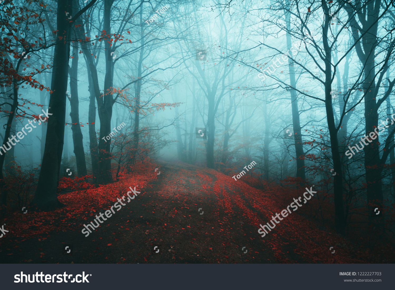 Dark horror path in moody foggy forest #1222227703