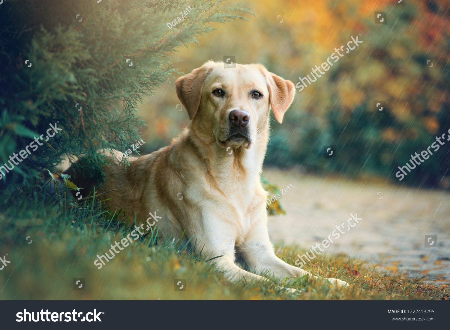 Labrador retriever dog lying under a tree in the rain #1222413298
