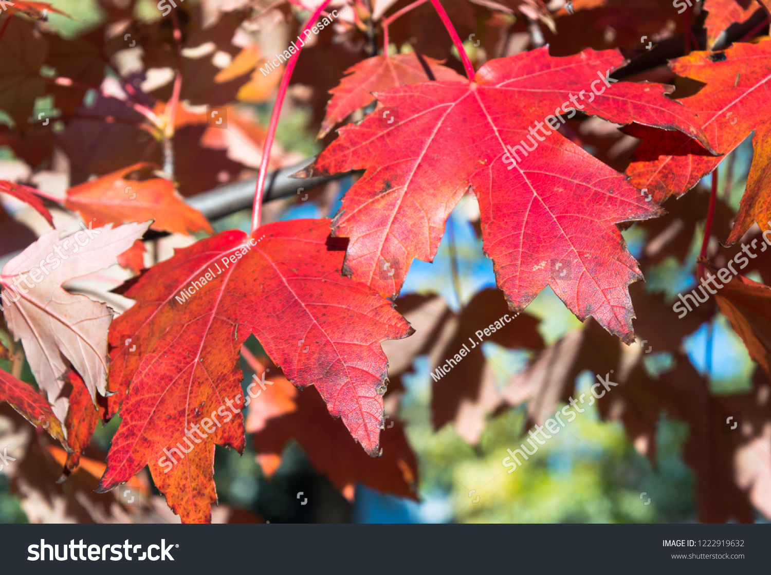 Red maple leafs in autumn #1222919632