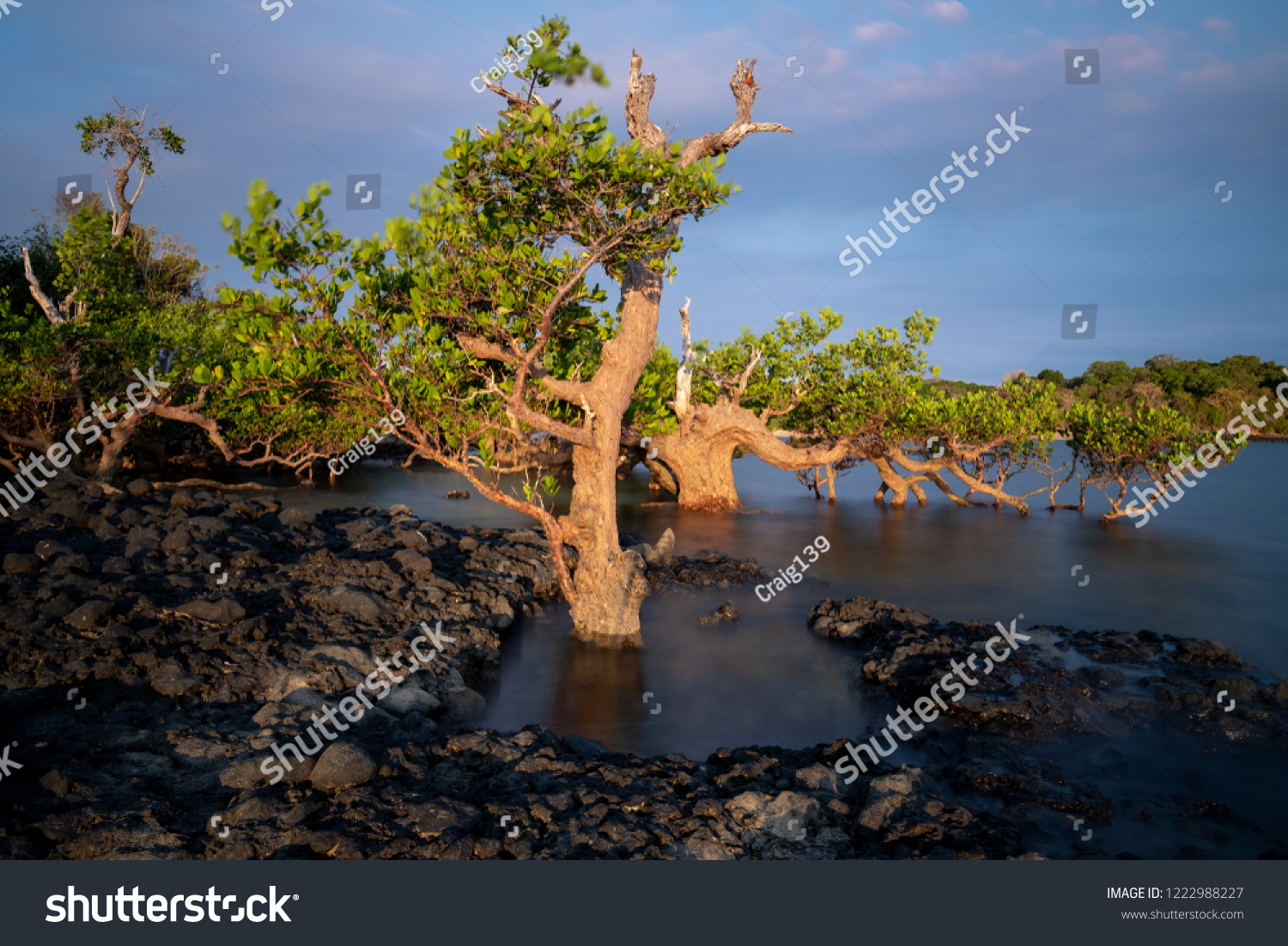 Long exposure of mangrove trees at sunset. Photo taken on Nosy be, Madagascar. #1222988227