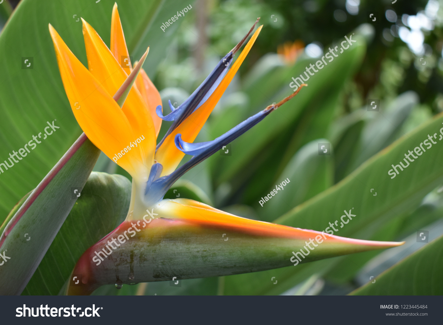 Closeup of a colorful strelitzia plant – bird of paradise flower #1223445484