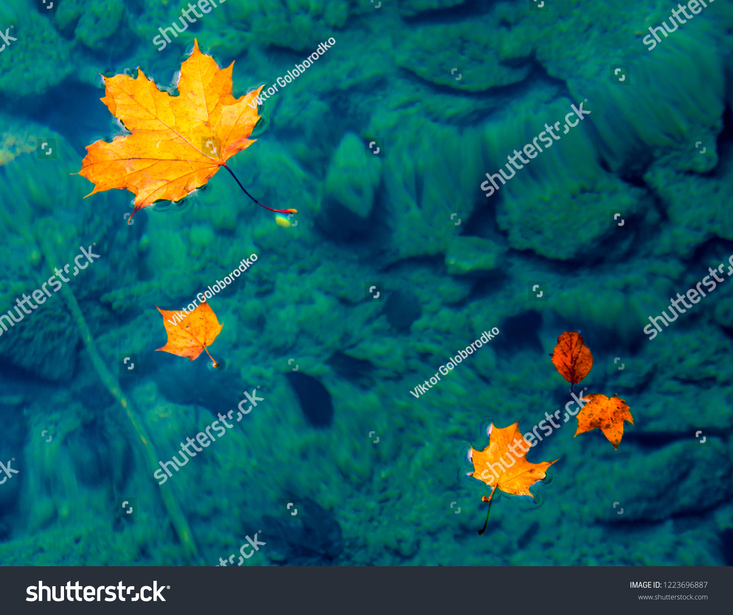 autumn leaves on the water #1223696887