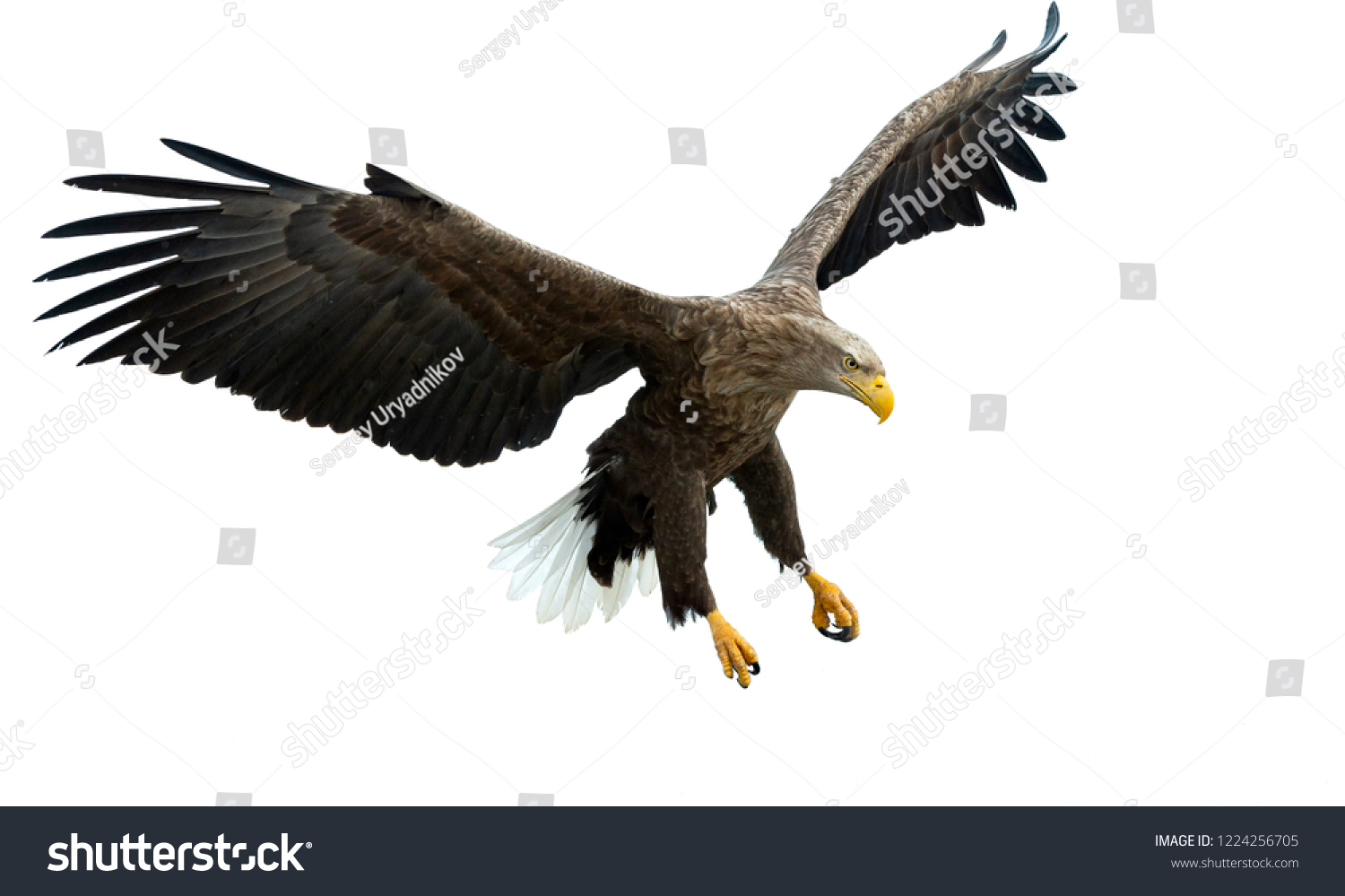 Adult White tailed eagle in flight. Isolated on White background. Scientific name: Haliaeetus albicilla, also known as the ern, erne, gray eagle, Eurasian sea eagle and white-tailed sea-eagle. #1224256705