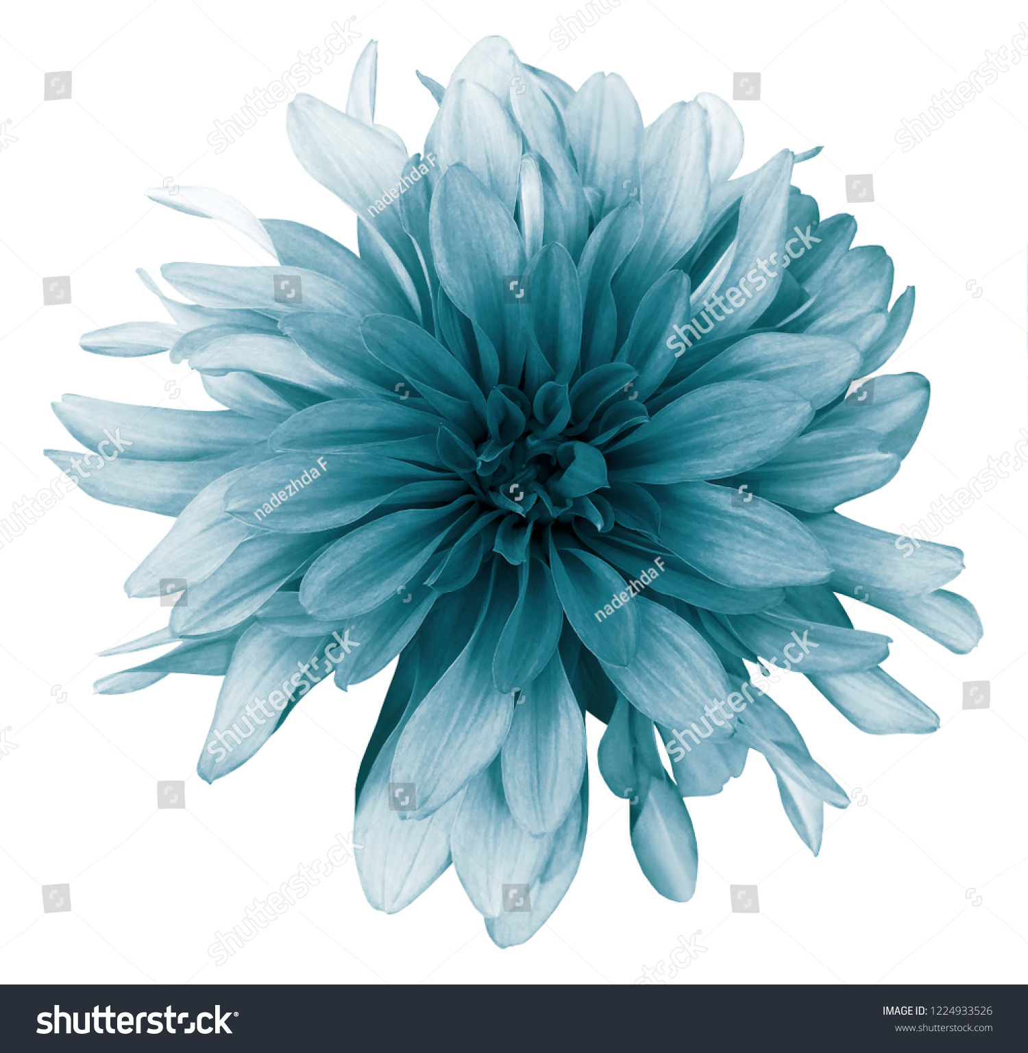 Vintage turquoise dahlia  flower white  background isolated  with clipping path. Closeup. For design. Nature.  #1224933526