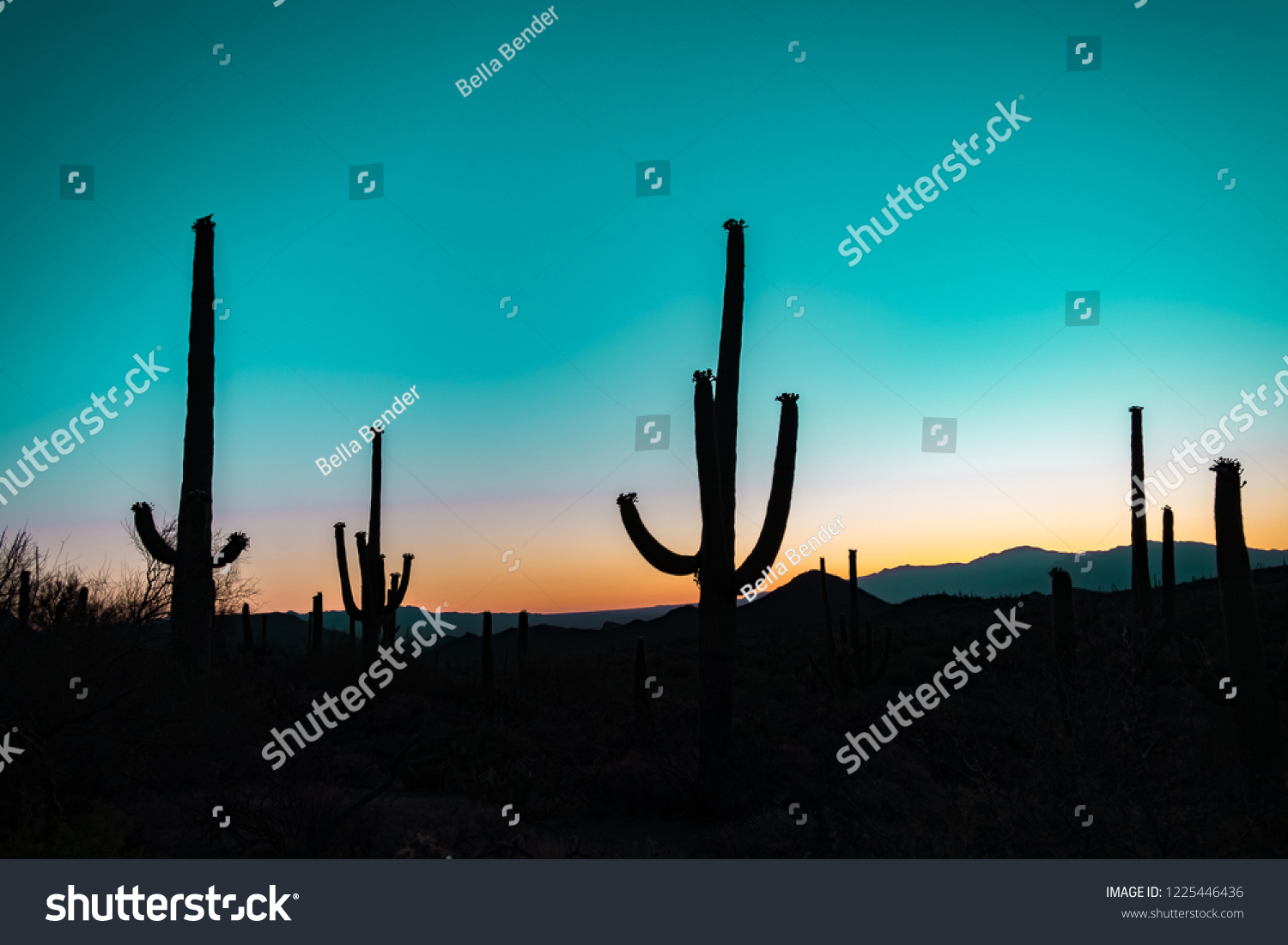 Silhouette of the giant Saguaro Cactus at sunrise or sunset in the Sonoran Desert in Saguaro National Park in Tuscon, Arizona, USA   #1225446436