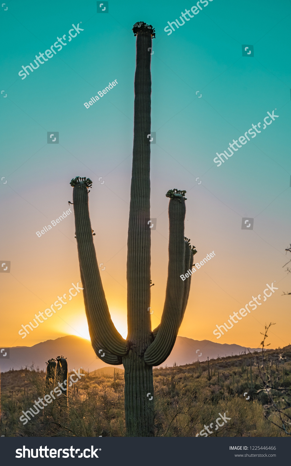 Silhouette of the giant Saguaro Cactus at sunrise or sunset in the Sonoran Desert in Saguaro National Park in Tuscon, Arizona, USA   #1225446466