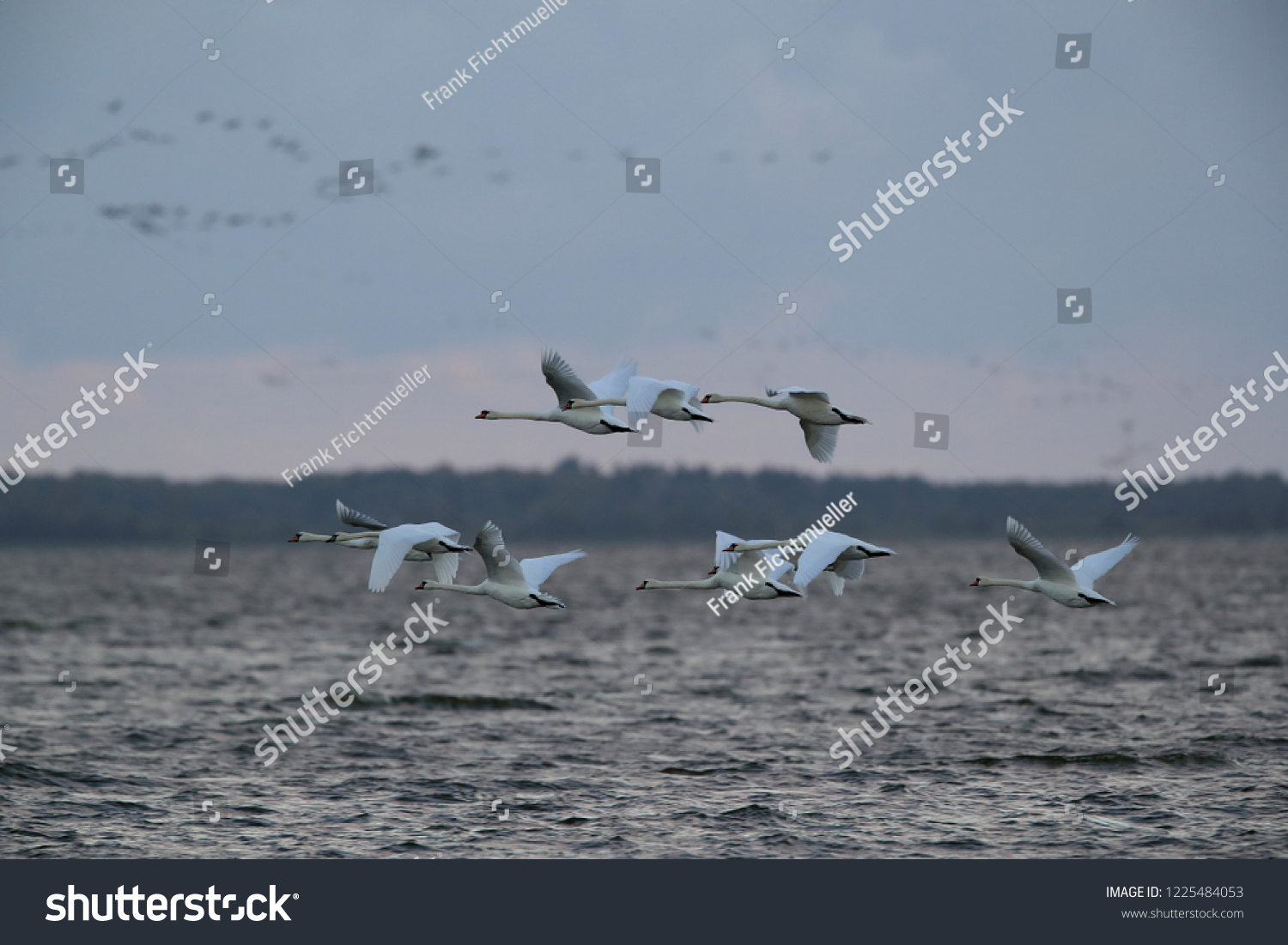  Mute Swan in flight,  Darss , Baltic Sea , Germany #1225484053