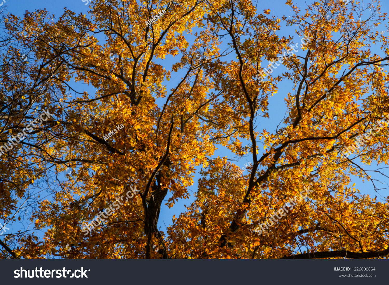 colorful autumn foliage background #1226600854