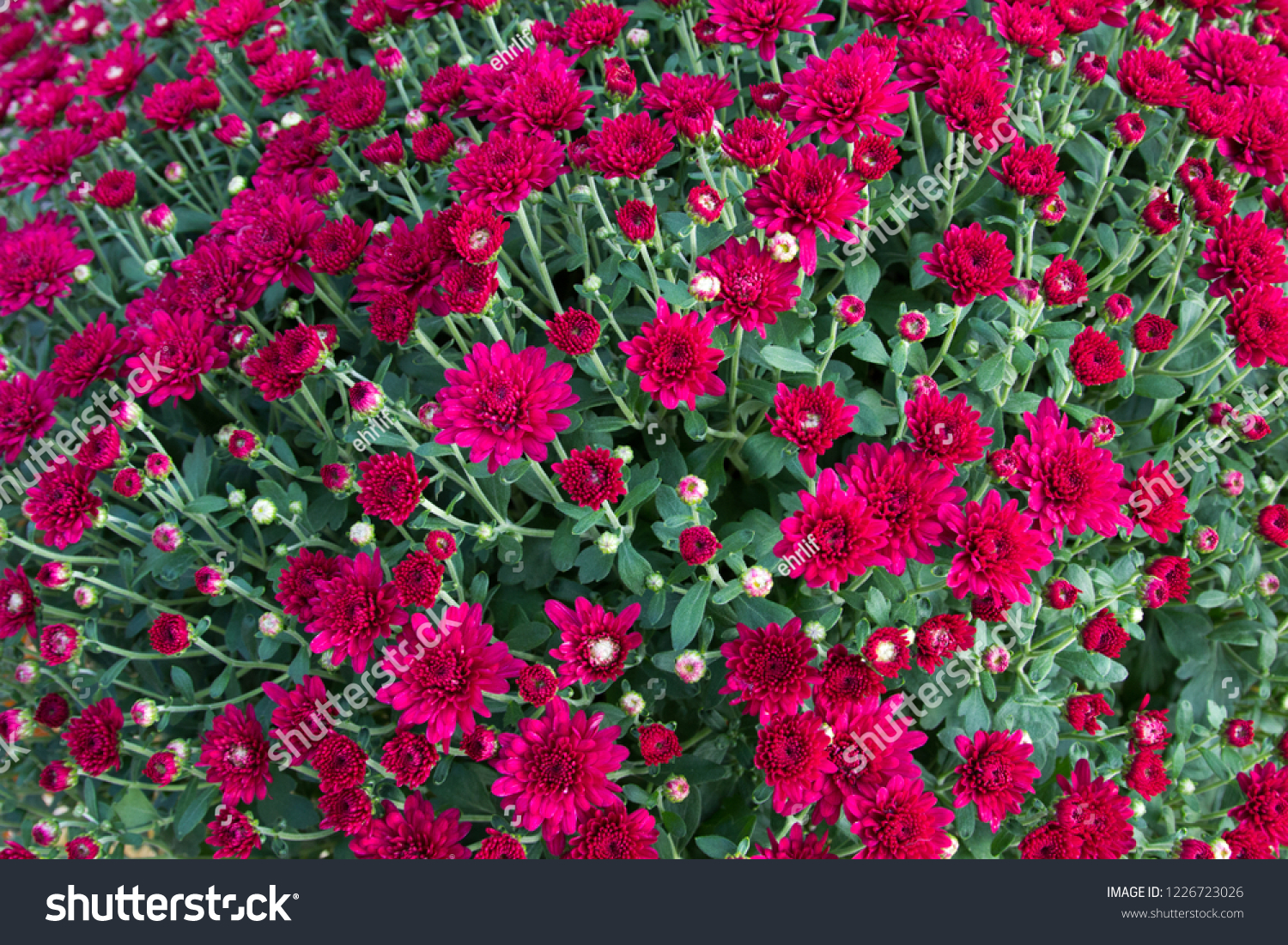 Bright Bouquet Of Chrysanthemums. Beautiful close up of fall Chrysanthemum. Also known as mums, the flowering annual is hardy in cooler weather. Making it popular in autumn for gardens and decor.  #1226723026