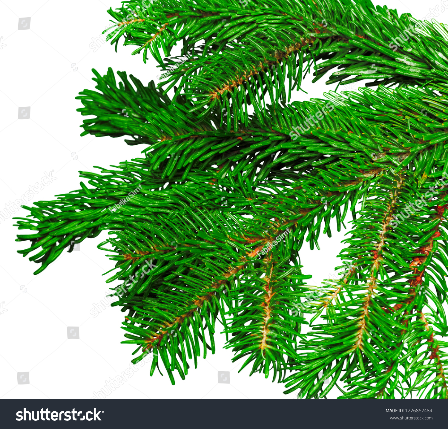 Fir branch isolated on white background #1226862484