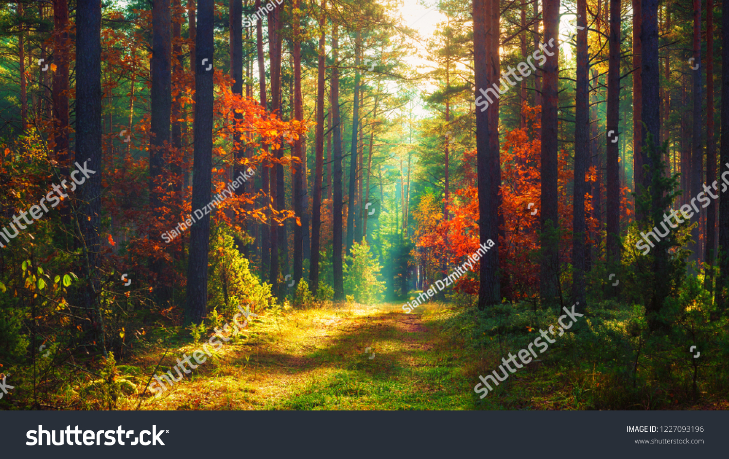 Autumn nature landscape of colorful forest in morning sunlight #1227093196