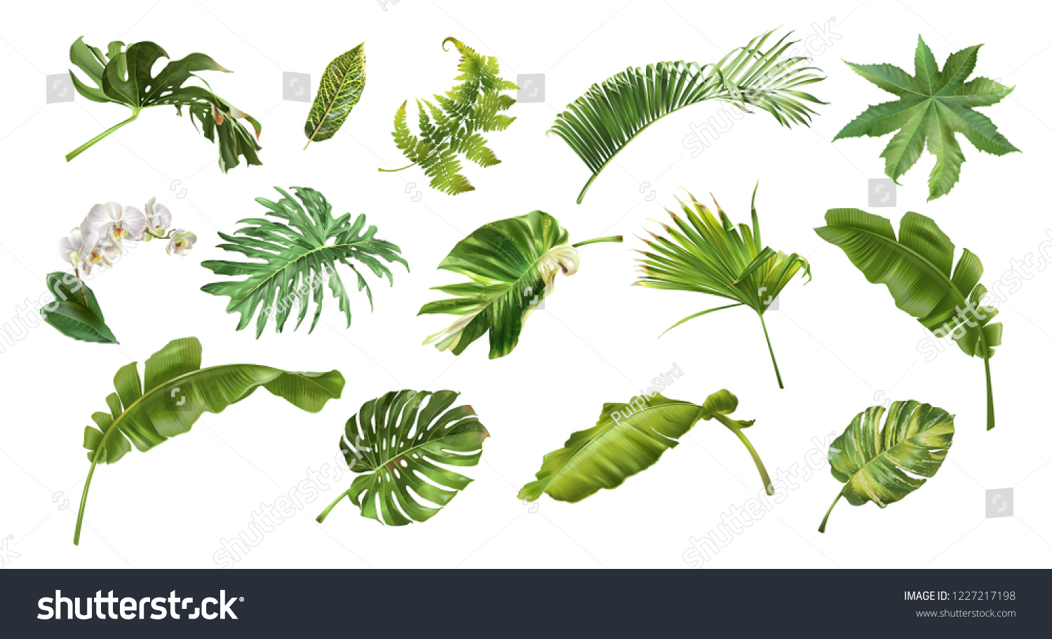 Vector realistic illustration set of tropical leaves and flowers isolated on white background. Highly detailed colorful plant collection. Botanical elements for cosmetics, spa, beauty care products #1227217198