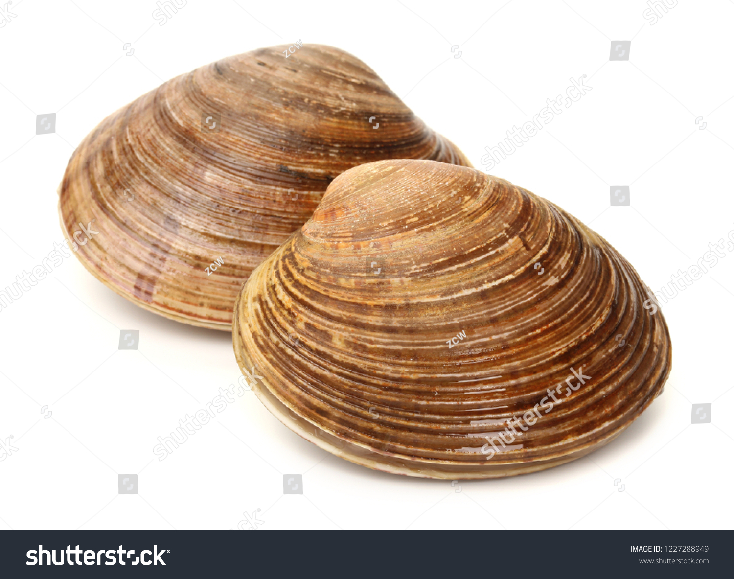 fresh clams on white background #1227288949