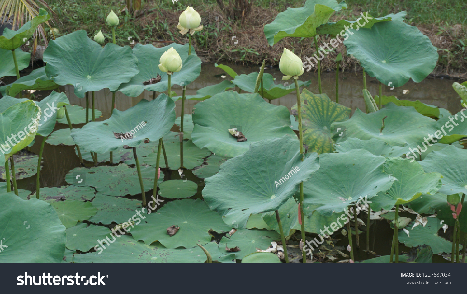 Lotus in a pond #1227687034