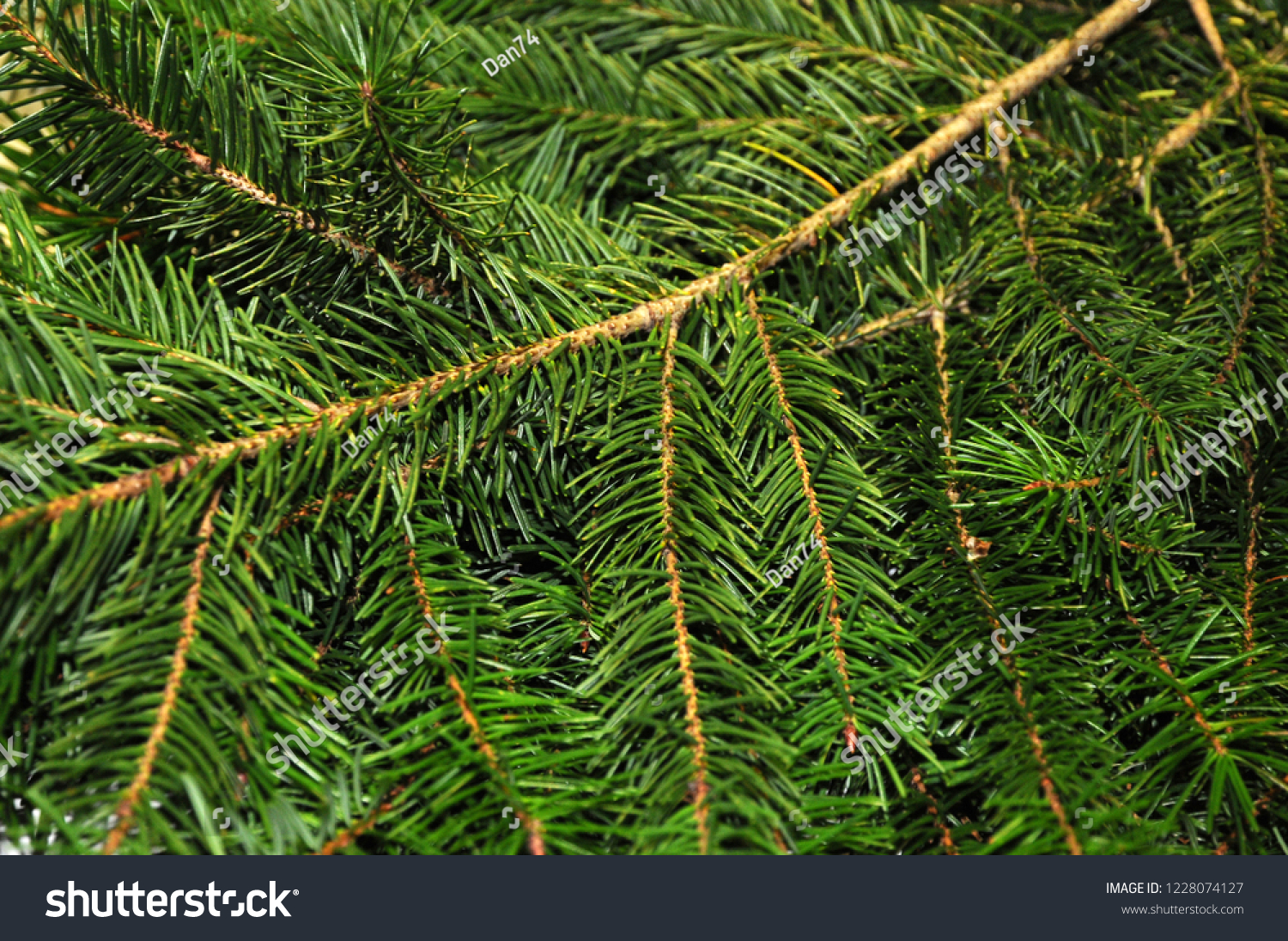 Background of green branches of fir tree.
Fir-tree. Spruce. New Year theme. #1228074127