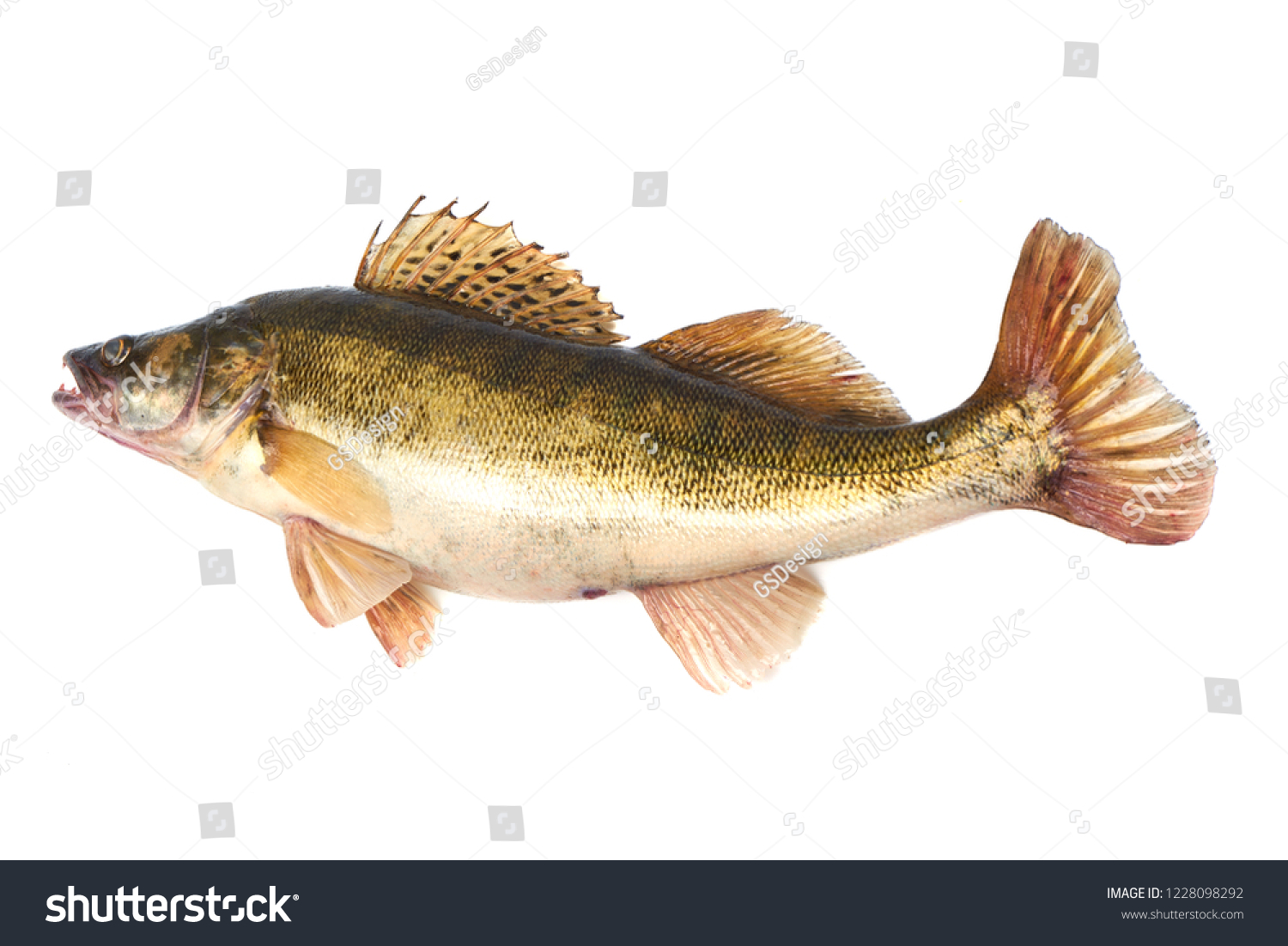 Predator Fish. Fresh Zander or Pike Perch Fish, isolated on a white background. Close-up. #1228098292