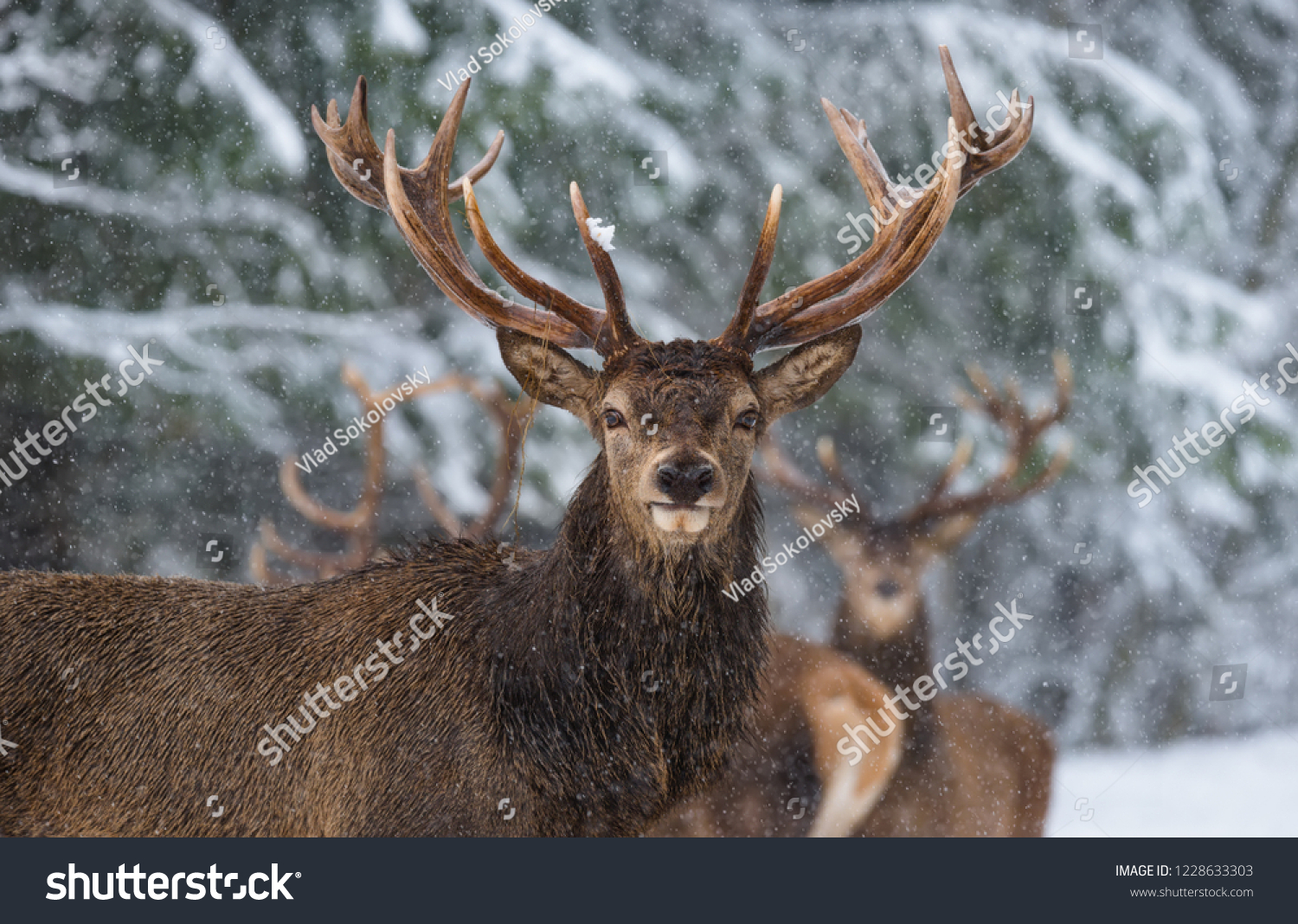 Great Adult Noble Red Deer With Big Horns, Look At You. Portrait Of Great Stag With Big Antlers At Winter Forest Background. Lonely Stag Under Falling Snowflakes.Belarus. #1228633303