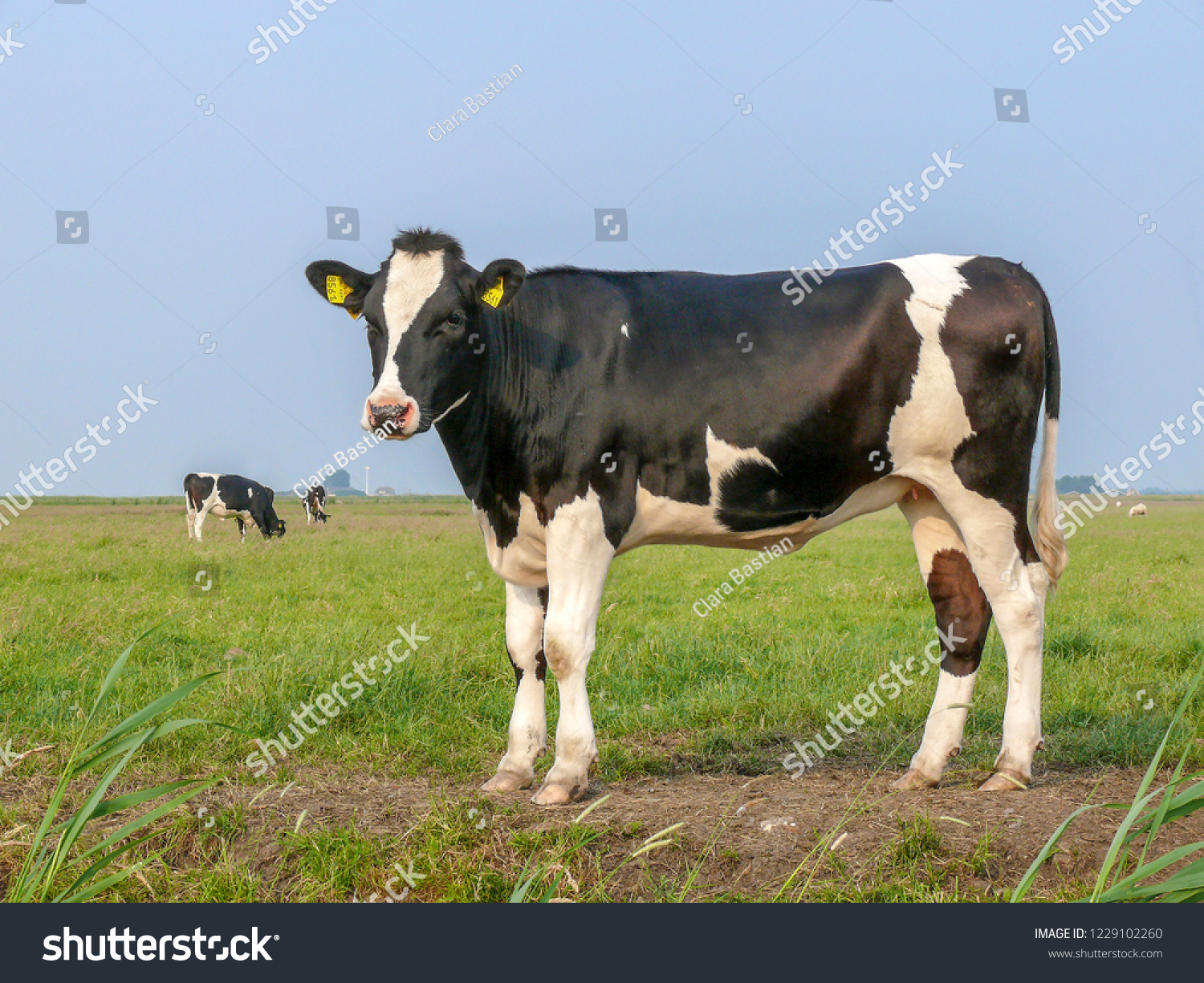 Black and white cow, heifer, small udders, holstein, in the Netherlands standing on green grass in a meadow, pasture, at the background a few cows, yellow ear tags and a blue sky. #1229102260