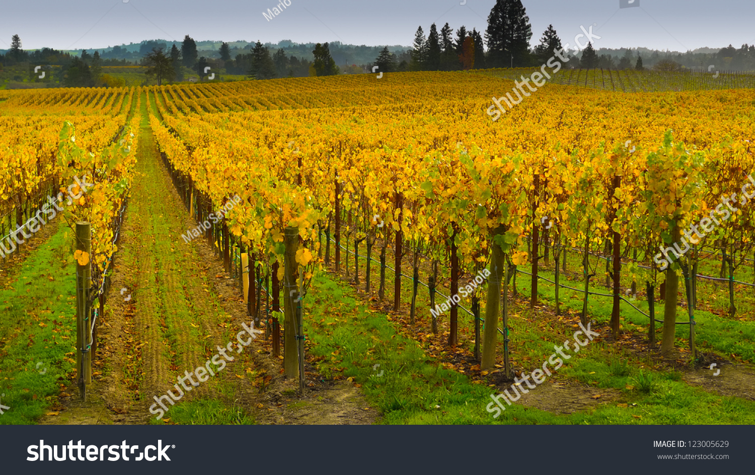 Vineyard in autumn, Napa Valley, California #123005629