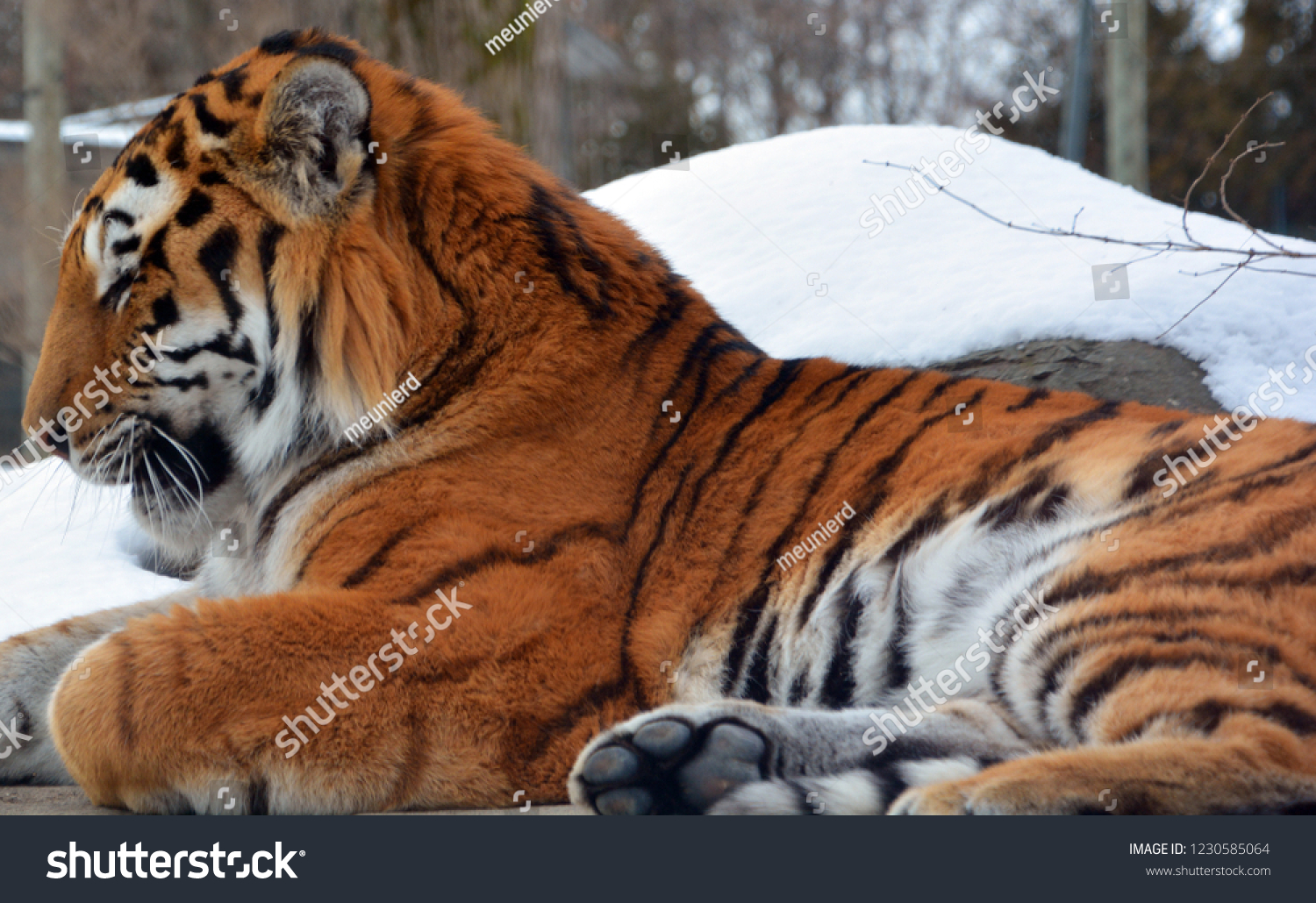 Amur Siberian tiger is a Panthera tigris tigris population in the Far East, particularly the Russian Far East and Northeast China #1230585064