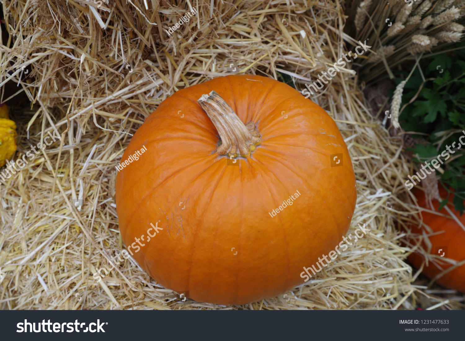 different kinds of pumpkins #1231477633