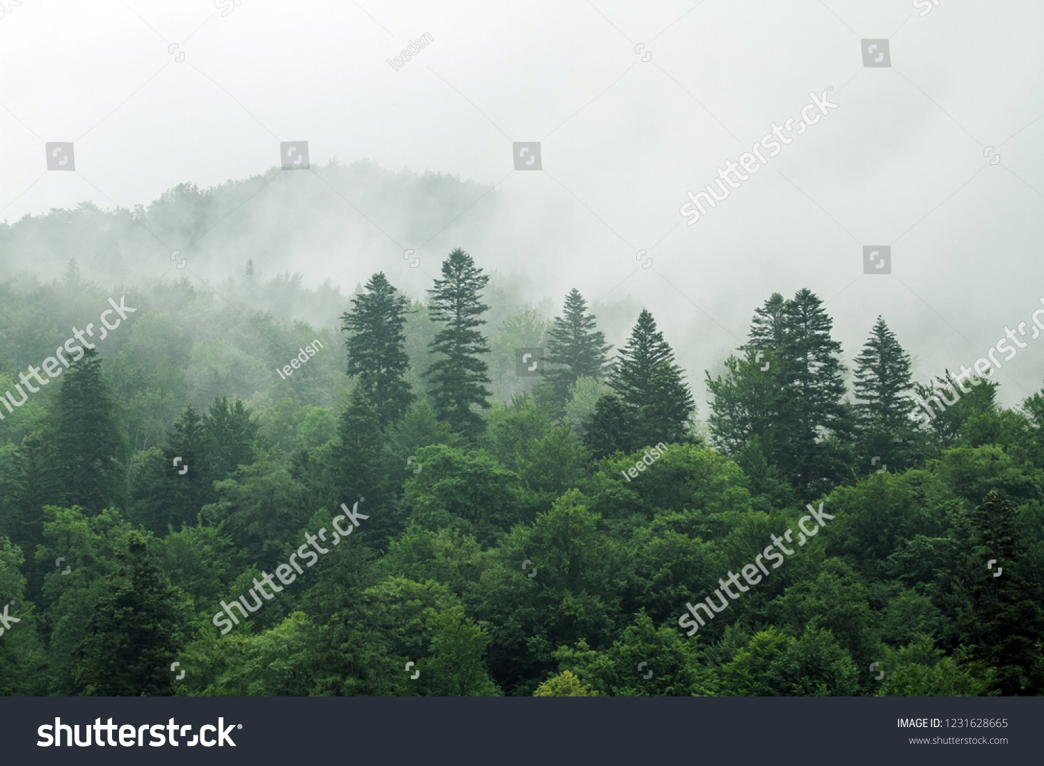 Healthy green trees in a forest of old spruce, fir and pine. Spruce trees down the hill to coniferous forest in fog at sunrise #1231628665