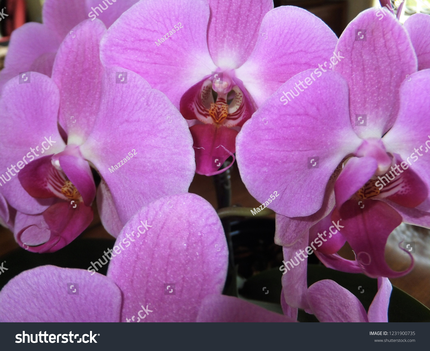 floral pink orchids #1231900735
