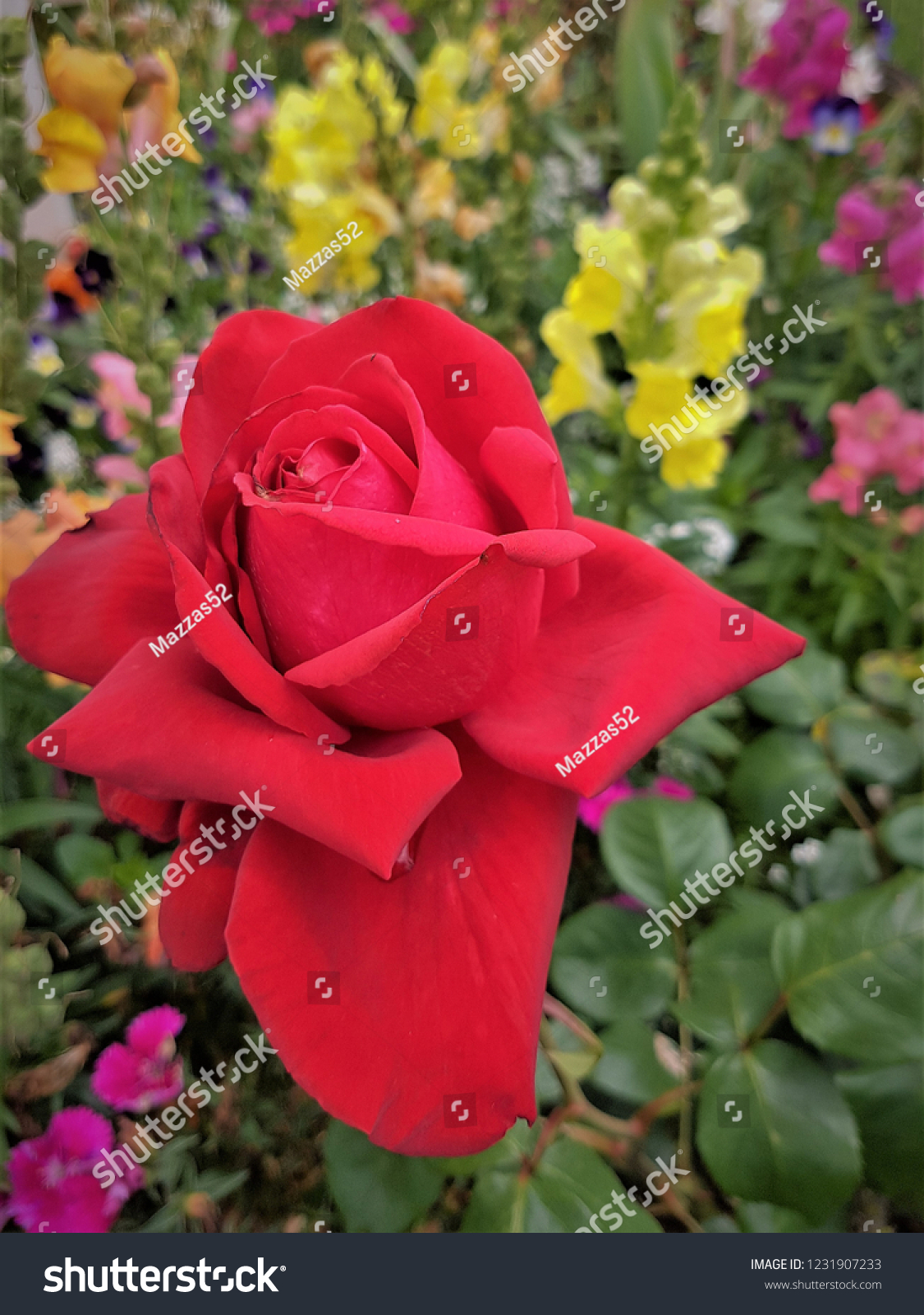 beautiful single rose #1231907233