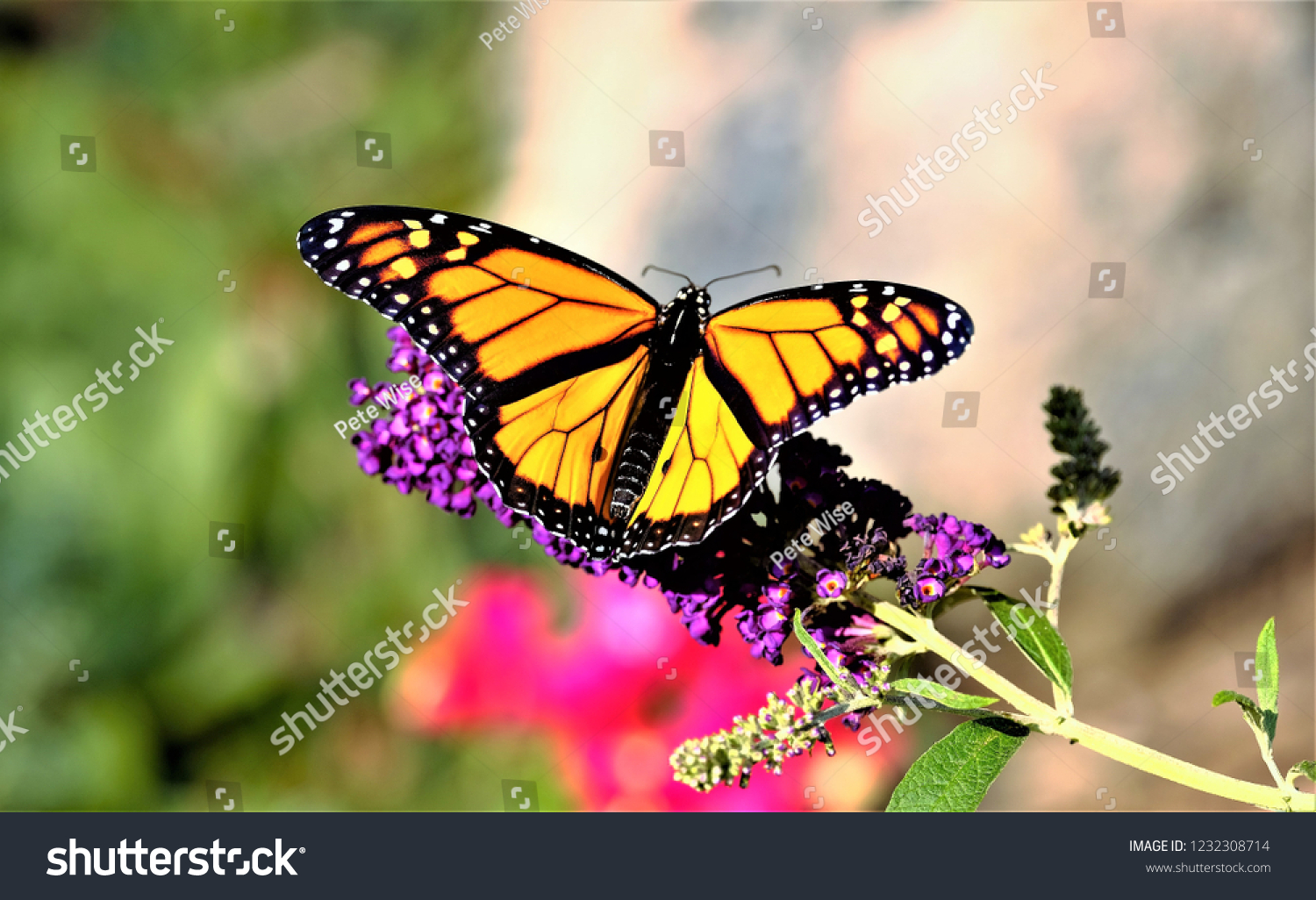 Monarch butterfly on flower #1232308714
