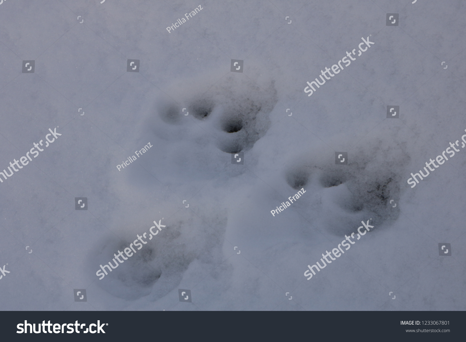Animal footprints in the snow. Villarrica volcano, Araucania Region, Chile, 05-15-2018. #1233067801