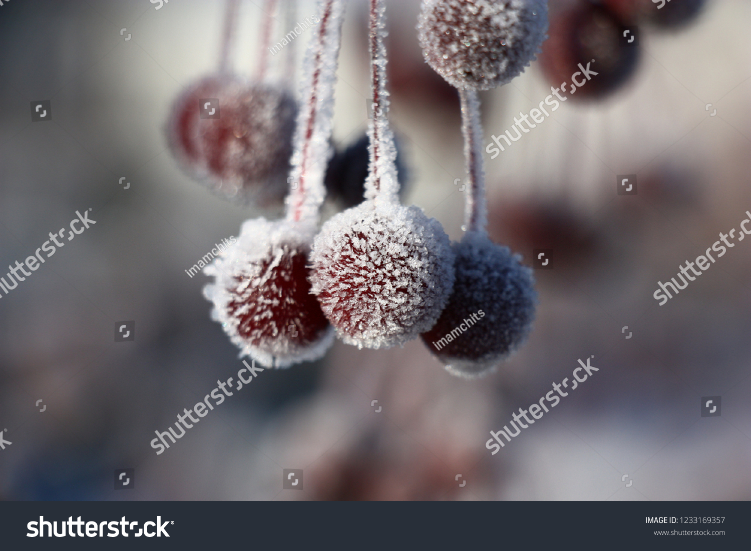 Claret small apples on claret fruit stems are covered with ice crystals of hoarfrost. Real Christmas and New Year's toys. #1233169357