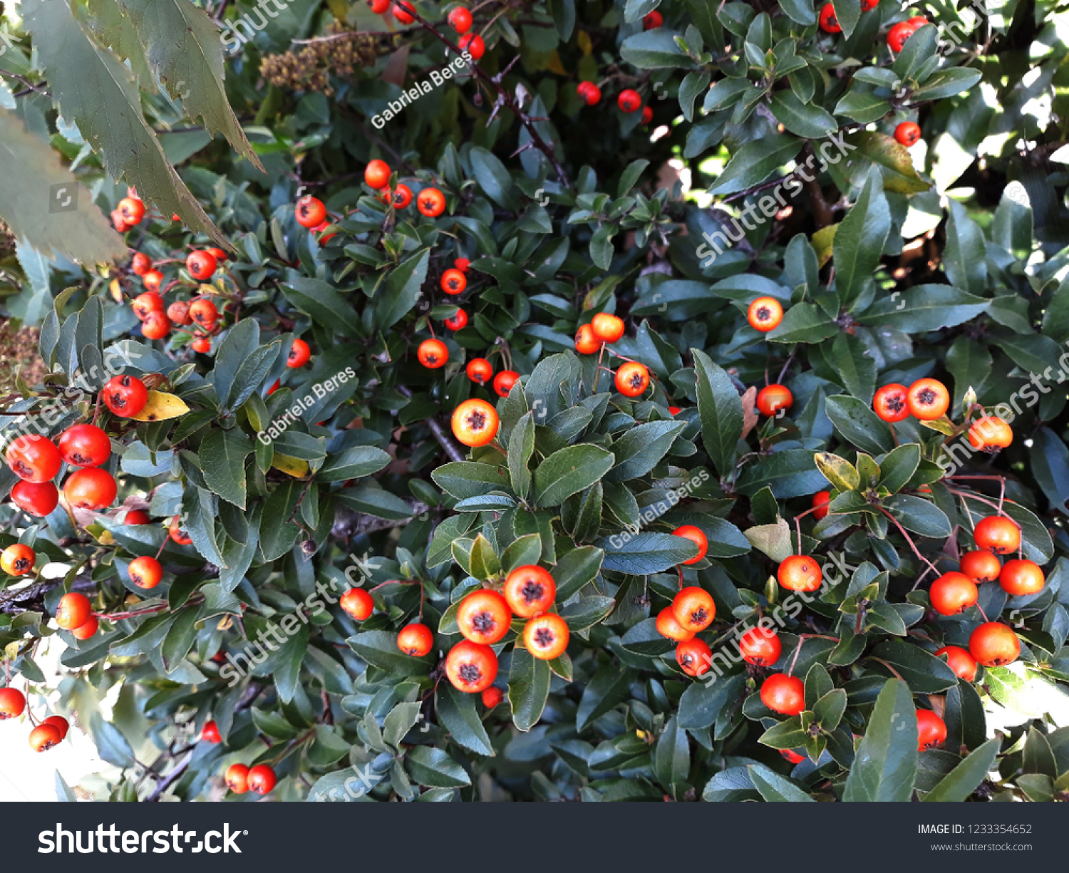 Pyracantha Angustifolia ( Narrowleaf Firethorn, Slender Firethorn or Woolly Firethorn) with berries fruit. Family Rosaceae.
 #1233354652