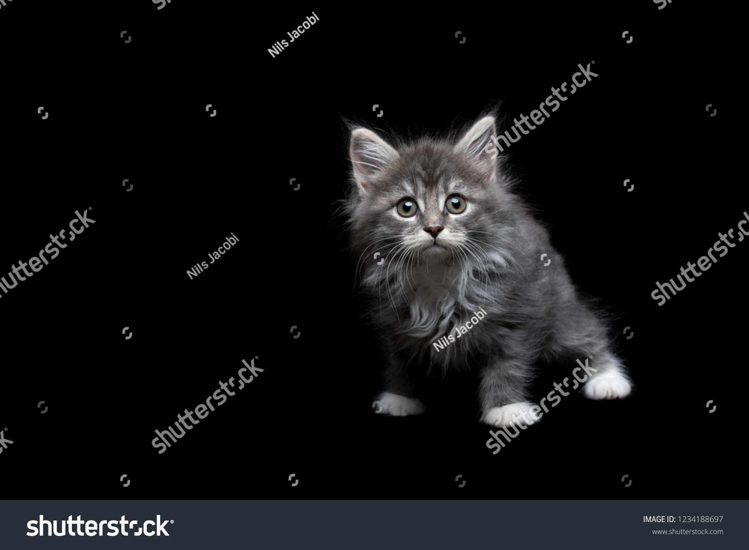 8 week old blue tabby maine coon kitten standing on all fours looking directly at camera in front of black studio background #1234188697