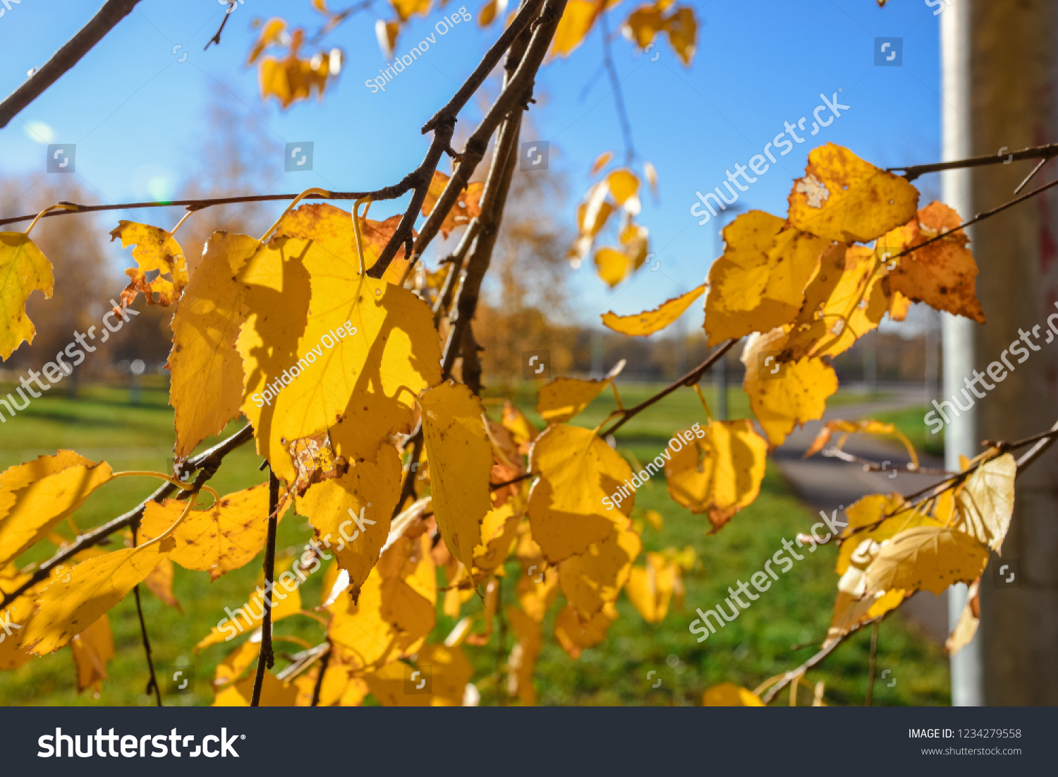 Close-up of yellowed foliage, yellowed birch foliage, autumn foliage #1234279558