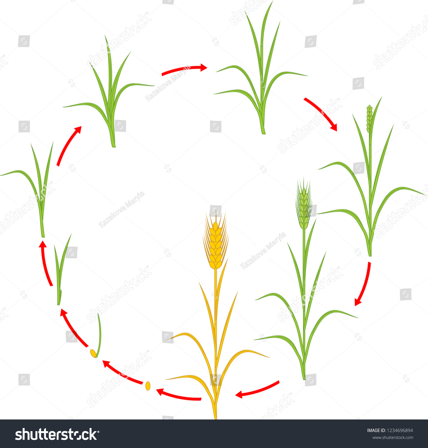 Rye Life Cycle. Stages Of Growth From Seed To - Royalty Free Stock 