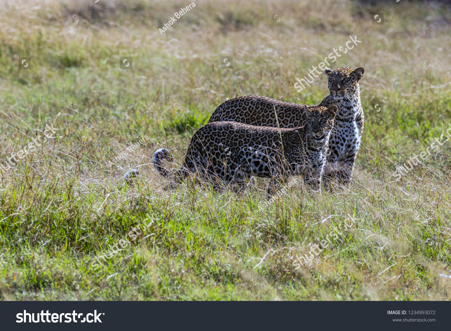 An African Leopard with Cub #1234993072