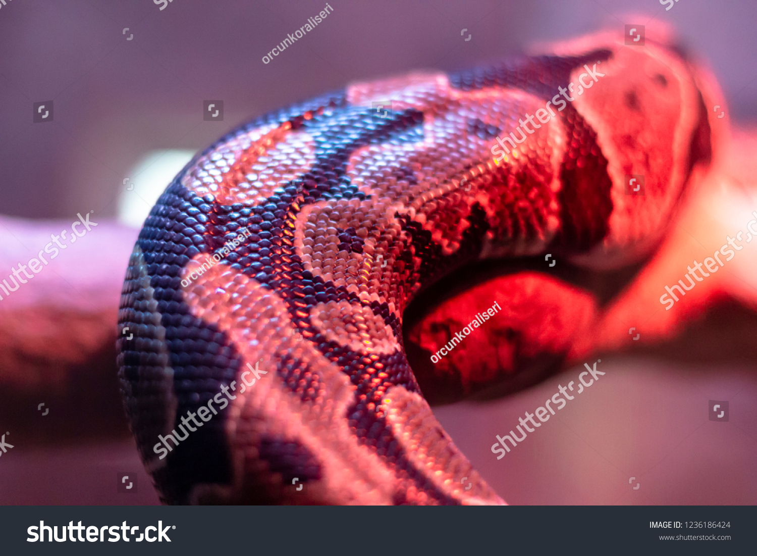 Close-up perspective shoot of an python under pink and red light #1236186424