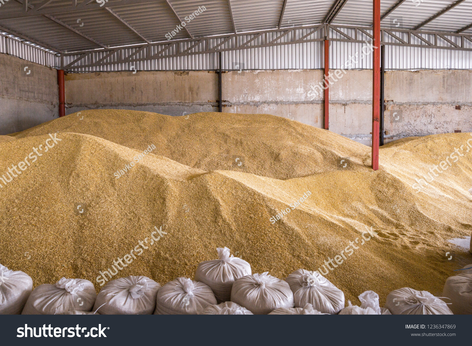 Pile of heaps of wheat grains and sacks at mill storage or grain elevator. #1236347869