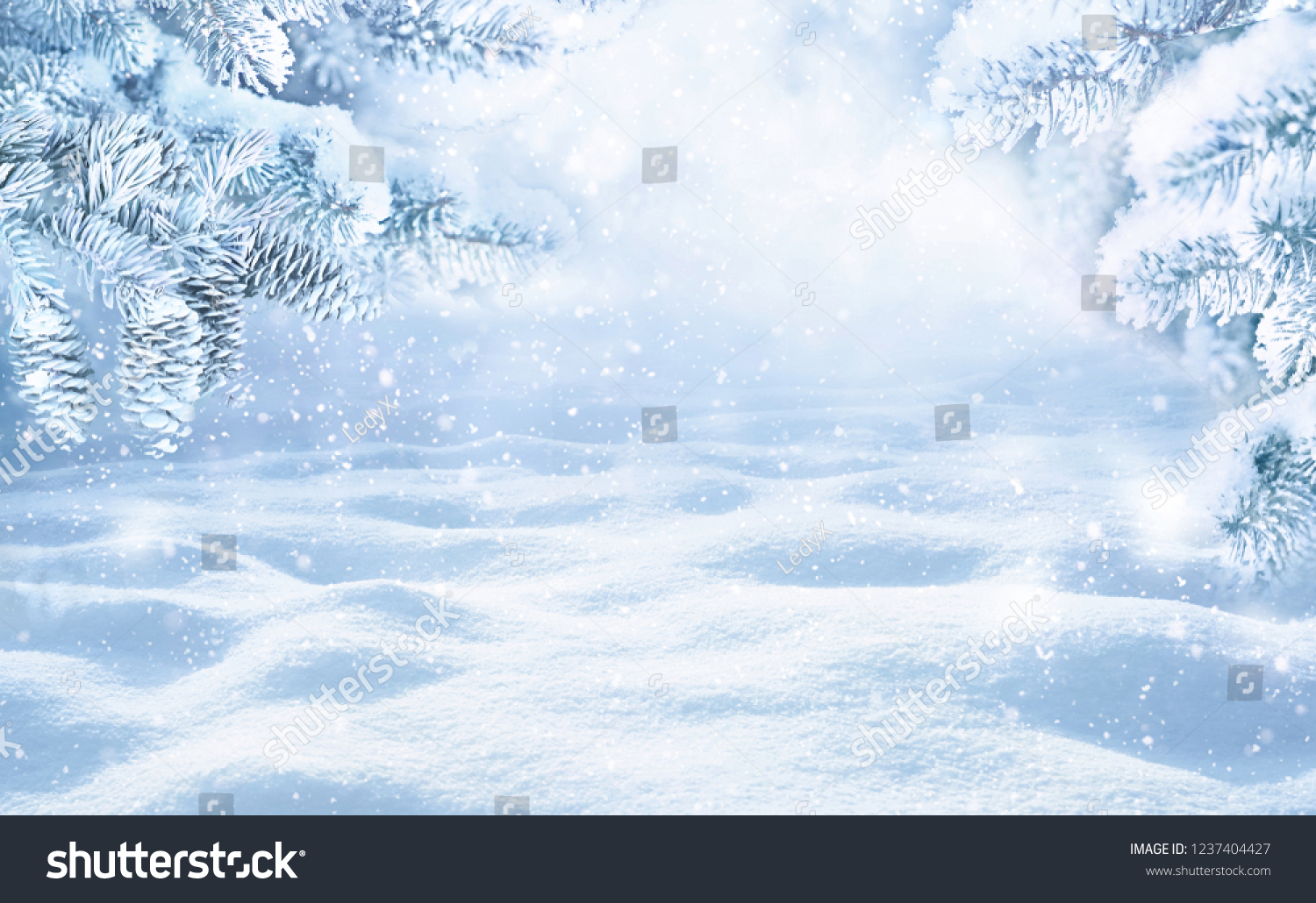 Winter Christmas scenic background with copy space. Snow landscape with spruce branches with cones covered snow close-up, snowdrifts and falling snow on nature outdoors, toned blue. #1237404427