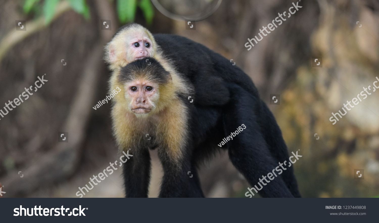 Female White-headed capuchin (Cebus capucinus) with her offspring.  Medium sized monkey of the family Cebidae, subfamily Cebinae, carries her offspring on her back in her jungle home in Panama. #1237449808