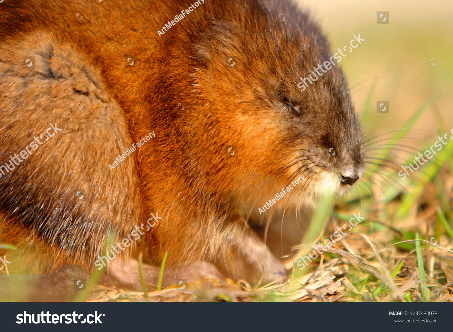 Single Muskrat rodent on a grassy Biebrza river wetlans during the early spring mating period #1237480078